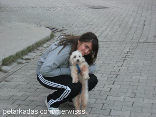 tommy Erkek West Highland White Terrier