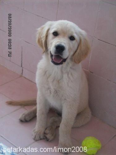 lİmon Dişi Golden Retriever