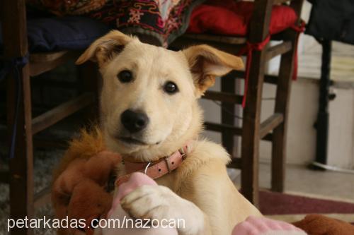 wisky Dişi Labrador Retriever