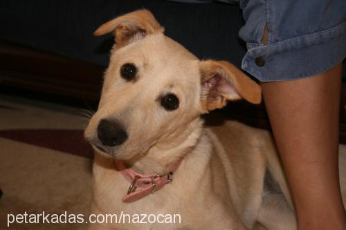 wisky Dişi Labrador Retriever