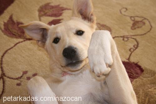 wisky Dişi Labrador Retriever