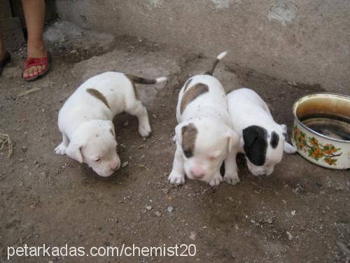 2008modelbebişl Dişi Amerikan Pitbull Terrier