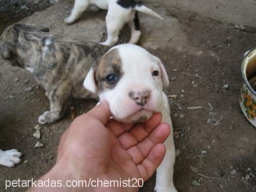 2008modelbebişl Dişi Amerikan Pitbull Terrier