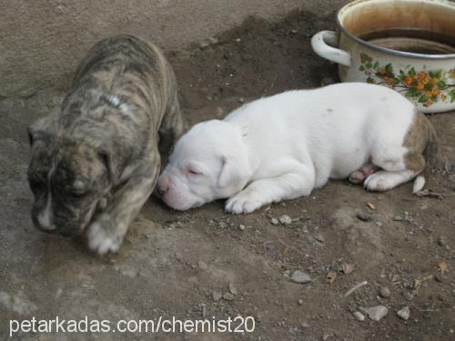 2008modelbebişl Dişi Amerikan Pitbull Terrier