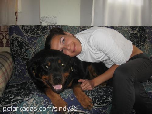 sindy Dişi Rottweiler