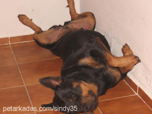 sindy Dişi Rottweiler