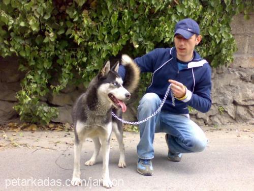 leydi Dişi Sibirya Kurdu (Husky)