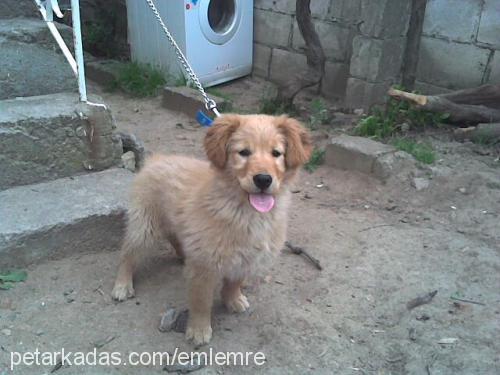 daisy Dişi Golden Retriever