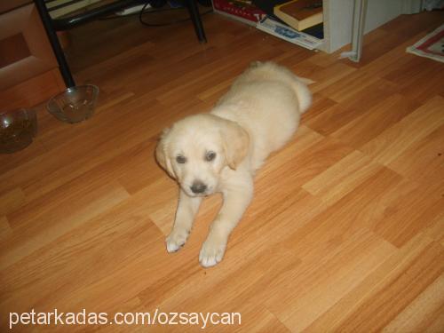 poker Dişi Golden Retriever