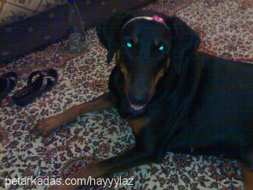 hera Dişi Doberman Pinscher