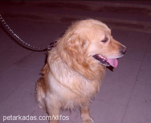 efe Erkek Golden Retriever