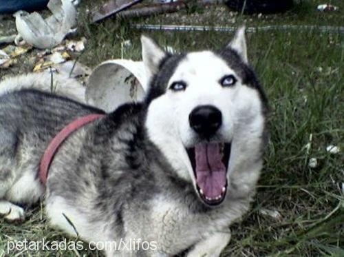 paşa Erkek Sibirya Kurdu (Husky)