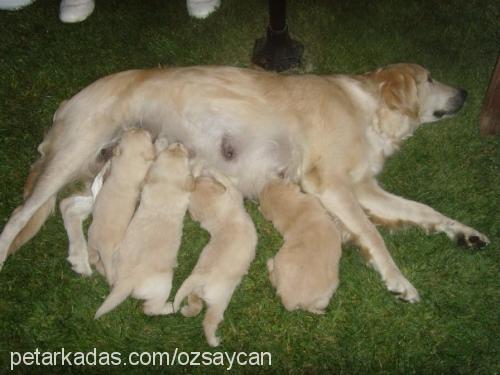 poker Dişi Golden Retriever