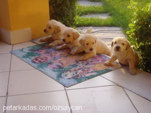 poker Dişi Golden Retriever