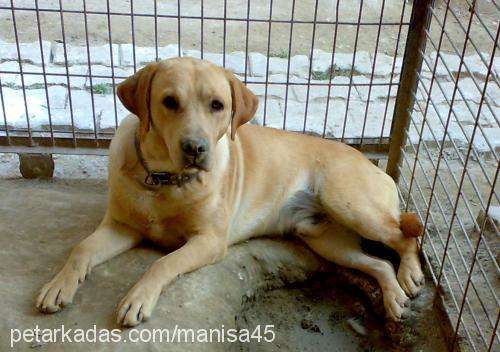 rain Erkek Labrador Retriever