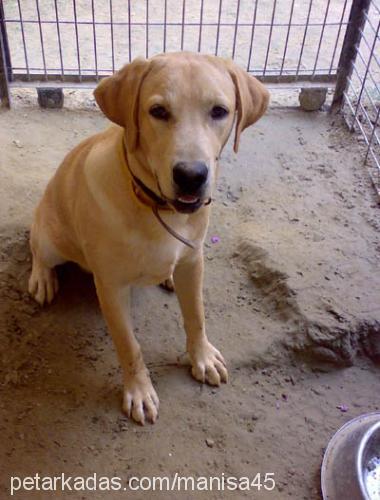 rain Erkek Labrador Retriever