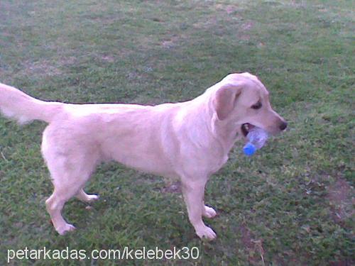 madlen Dişi Labrador Retriever