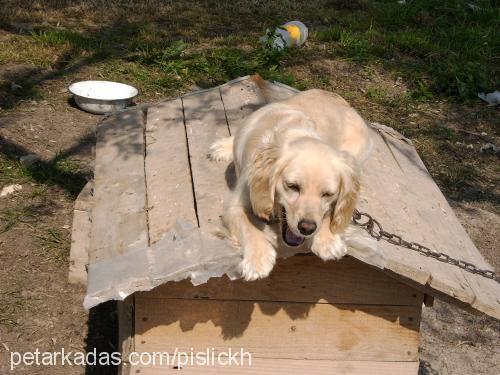 hostes Dişi Amerikan Cocker Spaniel