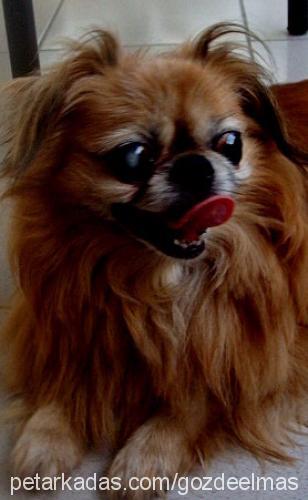 chucky Erkek Pekingese