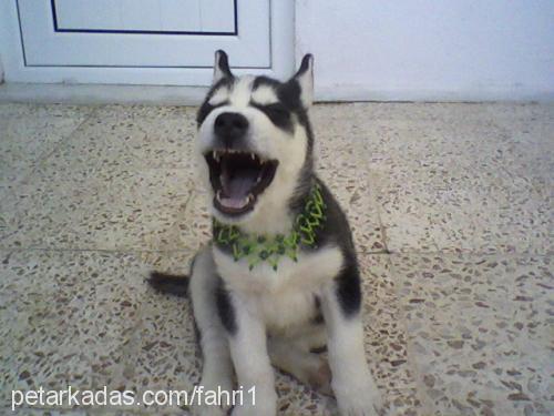 deyzi1 Dişi Sibirya Kurdu (Husky)