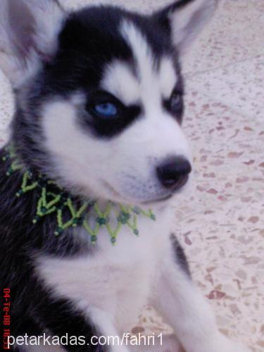 deyzi1 Dişi Sibirya Kurdu (Husky)