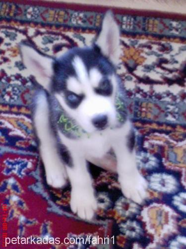 deyzi1 Dişi Sibirya Kurdu (Husky)