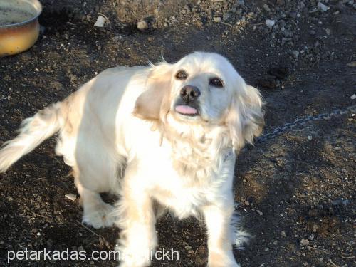 hostes Dişi Amerikan Cocker Spaniel