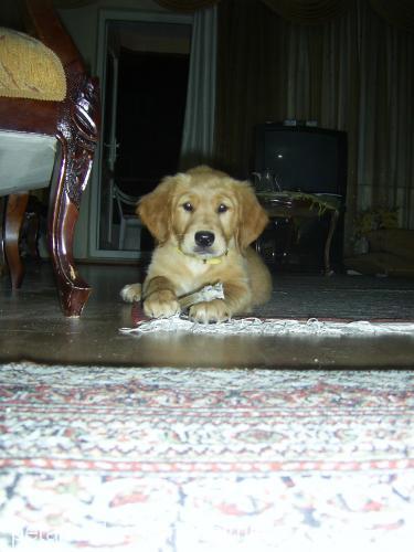 mira Dişi Golden Retriever