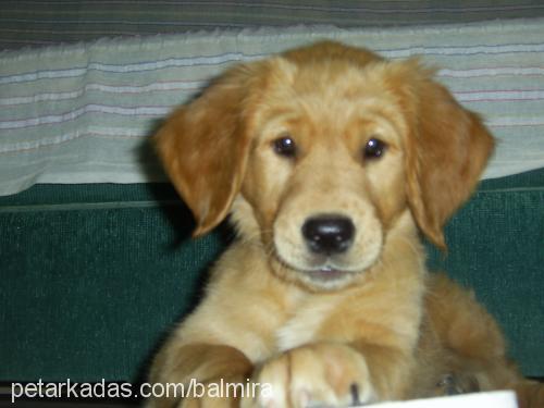 mira Dişi Golden Retriever