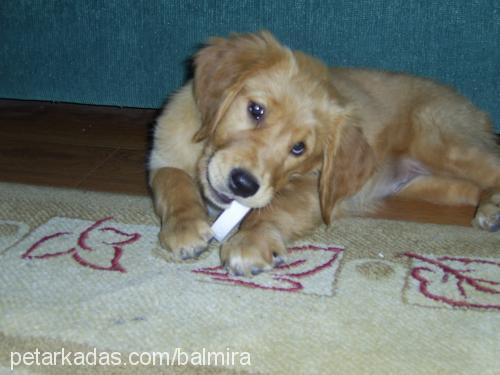 mira Dişi Golden Retriever