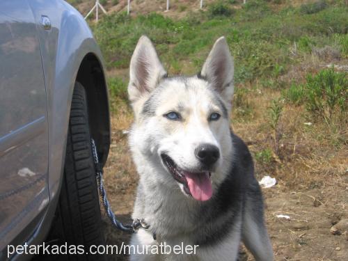 leydy Dişi Sibirya Kurdu (Husky)