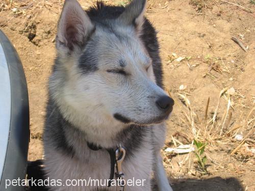 leydy Dişi Sibirya Kurdu (Husky)