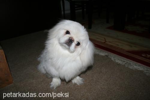 peksi Erkek Pekingese