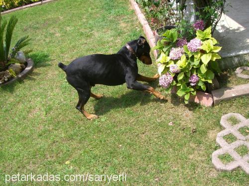 pascal Erkek Doberman Pinscher