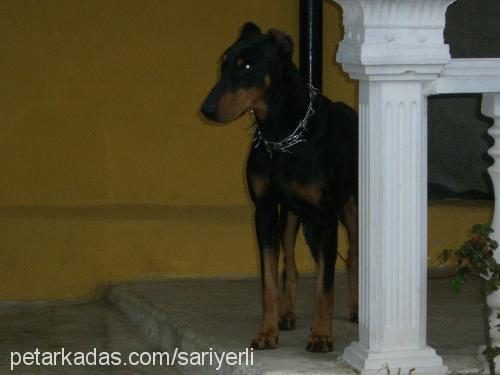 pascal Erkek Doberman Pinscher