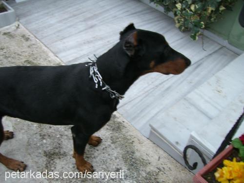 pascal Erkek Doberman Pinscher