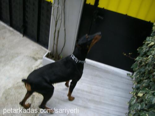 pascal Erkek Doberman Pinscher