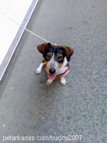 buddy Dişi Beagle