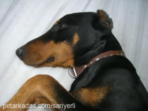 pascal Erkek Doberman Pinscher