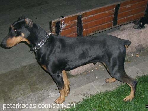 pascal Erkek Doberman Pinscher