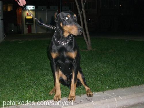 pascal Erkek Doberman Pinscher