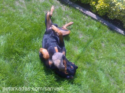 pascal Erkek Doberman Pinscher