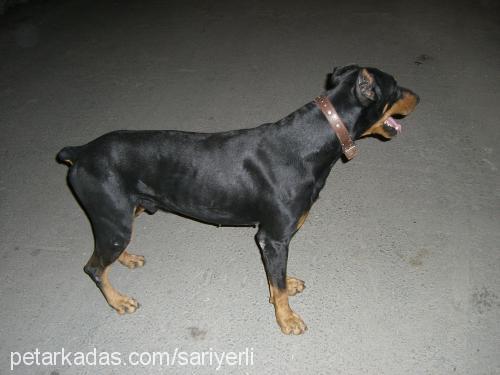 pascal Erkek Doberman Pinscher