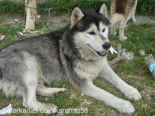 paŞa Erkek Sibirya Kurdu (Husky)