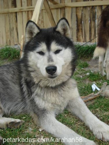 paŞa Erkek Sibirya Kurdu (Husky)