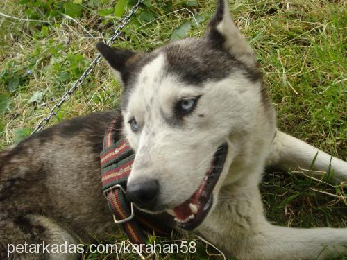 gölge Dişi Sibirya Kurdu (Husky)