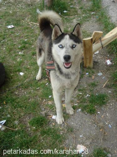 gölge Dişi Sibirya Kurdu (Husky)