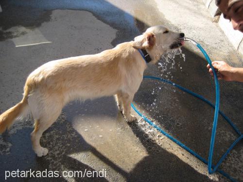 endi Erkek Golden Retriever