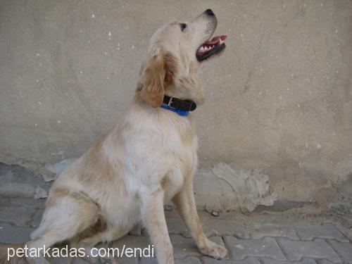 endi Erkek Golden Retriever