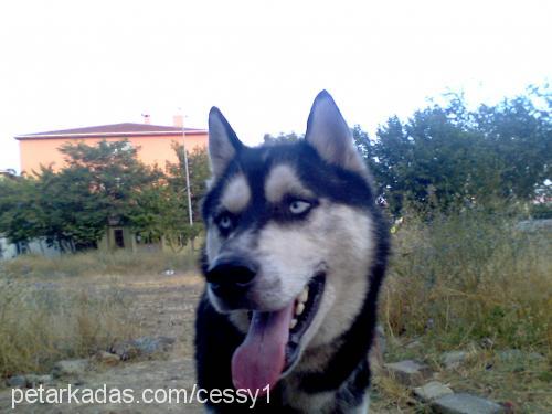 haylass Erkek Sibirya Kurdu (Husky)